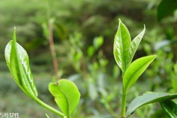 徑山茶和龍井茶哪個(gè)好 徑山茶有多少等級(jí)