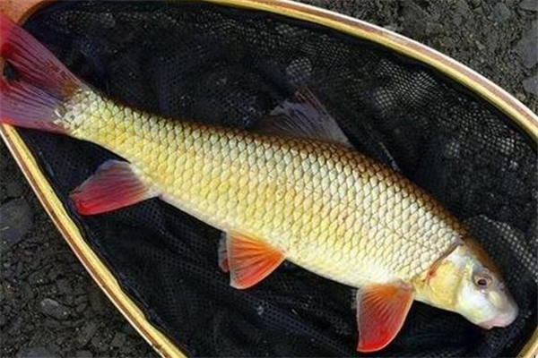 鯪魚的做法 營(yíng)養(yǎng)美味食材