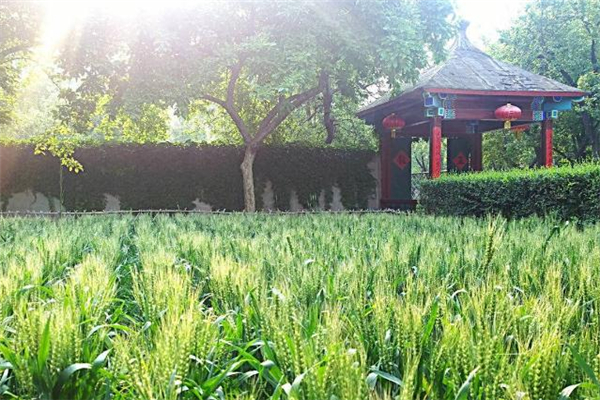 2019小滿(mǎn)會(huì)下雨嗎 小滿(mǎn)下雨有什么說(shuō)法