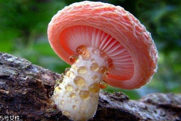 蘑菇有什么種類呢 蘑菇如何區(qū)分有毒還是沒(méi)毒呢