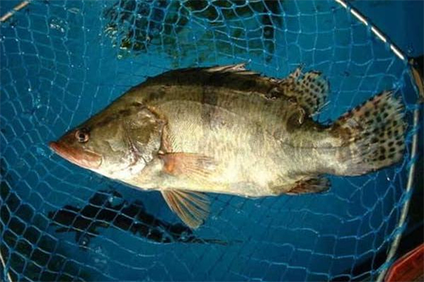 桂魚(yú)死了還能吃嗎 桂魚(yú)死了多久不能吃