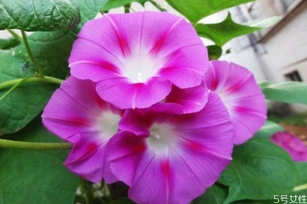 什么是牽?；?牽牛花有什么作用呢