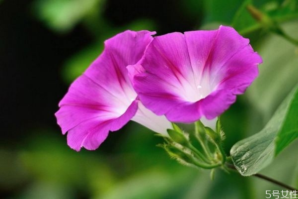 牽?；ǖ幕ㄕZ(yǔ)是什么呢 牽?；ǖ姆N植要注意什么呢