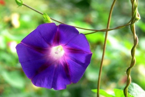 牽?；ǖ幕ㄕZ(yǔ)是什么呢 牽牛花的種植要注意什么呢