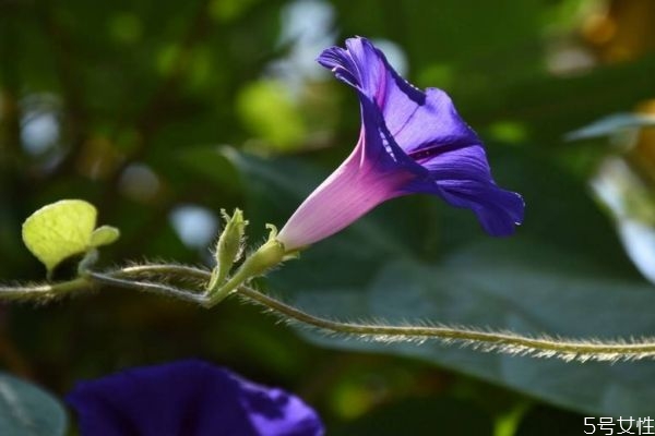 牽?；ǖ幕ㄕZ(yǔ)是什么呢 牽牛花的種植要注意什么呢