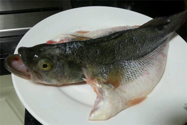 鱸魚(yú)