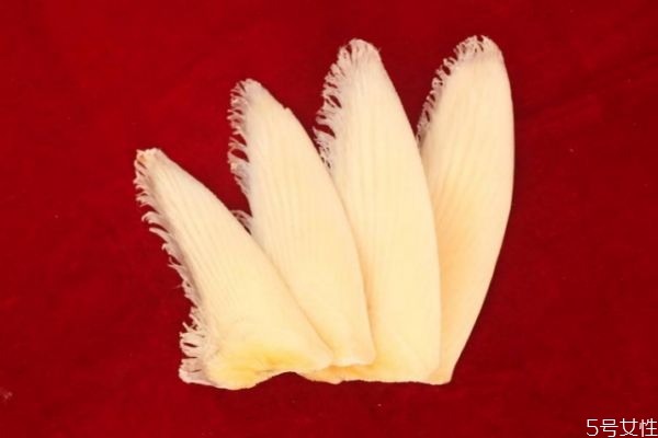 什么是魚(yú)翅呢 魚(yú)翅有什么營(yíng)養(yǎng)價(jià)值呢