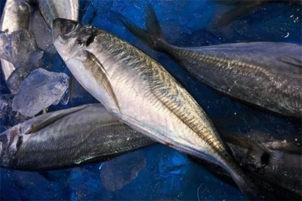 馬鮫魚越大越好吃嗎 馬鮫魚產自哪里