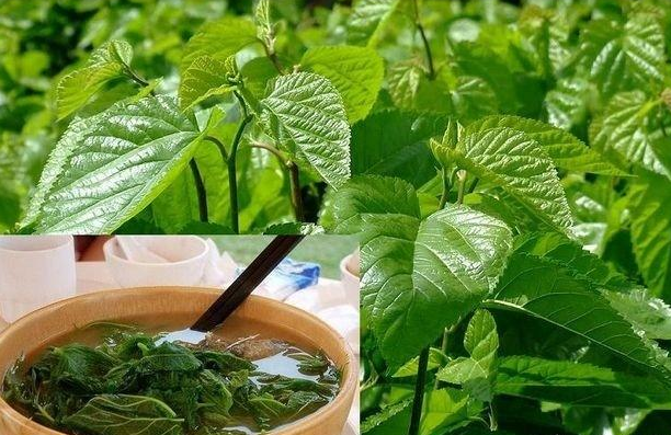 喝桑葉茶能減肥嗎?有什么副作用？