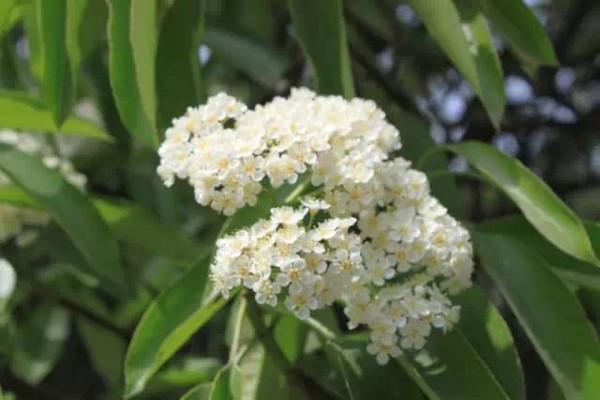 石楠花的花期有多長(zhǎng) 石楠花養(yǎng)多長(zhǎng)時(shí)間會(huì)開(kāi)花