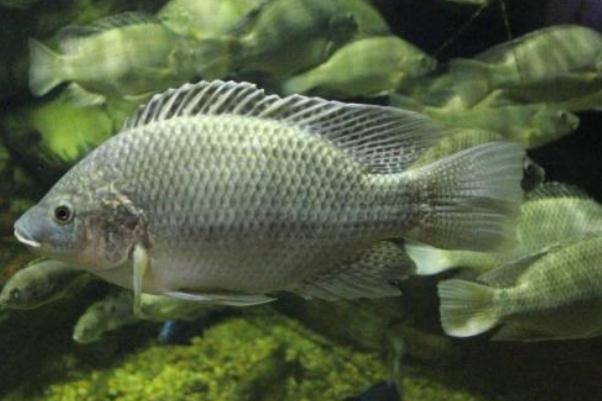 吃羅非魚對身體有害嗎 吃羅非魚會(huì)胖嗎