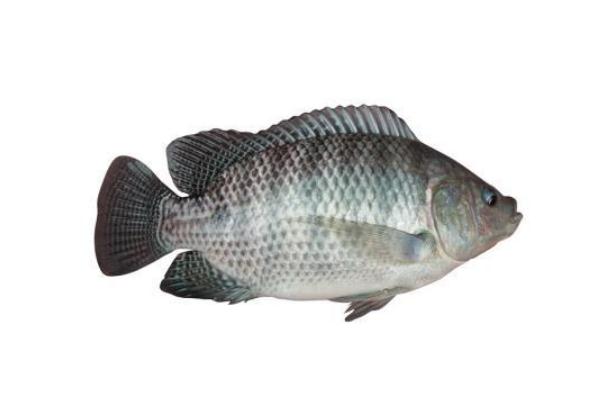 吃羅非魚對身體有害嗎 吃羅非魚會(huì)胖嗎