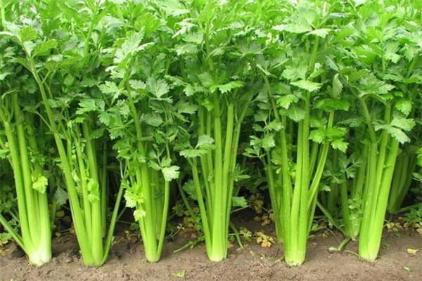 芹菜會導致不孕嗎 芹菜會導致流產(chǎn)嗎