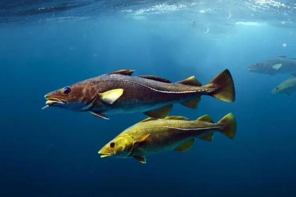 鱈魚(yú)的蛋白質(zhì)含量是多少 鱈魚(yú)的嘌呤含量是多少